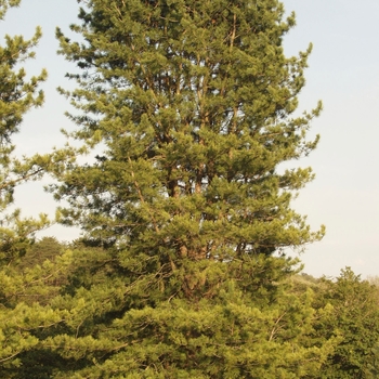 Pinus koraiensis 'Silveray' 