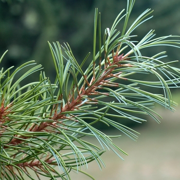 Pinus koraiensis 'Oculus Draconis'