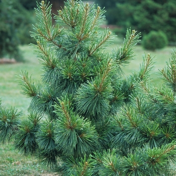 Pinus koraiensis 'Tabuliforis'