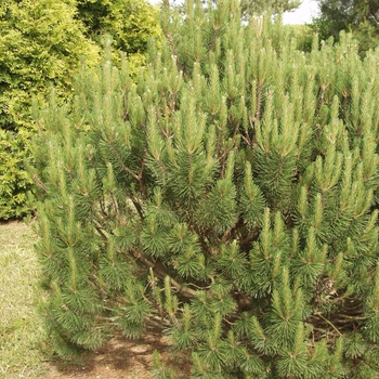 Pinus heldreichii var. leucodermis 