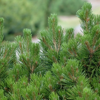Pinus heldreichii (leucodermis) 'Schmidtii'