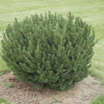 Pinus mugo 'Sherwood Compact' 
