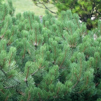 Pinus mugo 'Corley's Mat' 