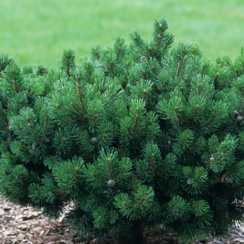 Pinus mugo 'Green Alps' 