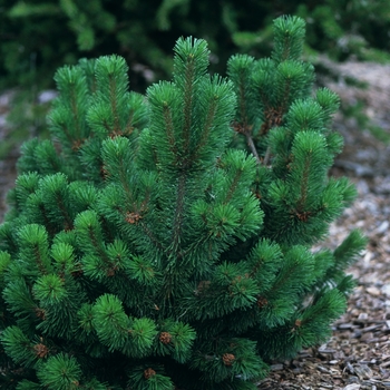 Pinus mugo 'Green Candle'