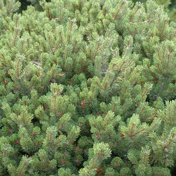 Pinus mugo 'Prostrata' 