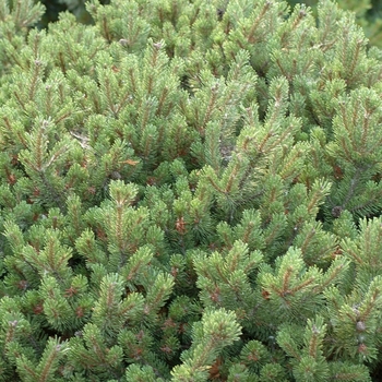 Pinus mugo 'Prostrata'