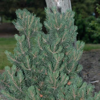 Pinus mugo 'Pudgy'