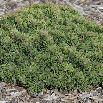 Pinus mugo 'Teeny' 