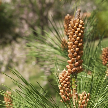 Pinus nigra 