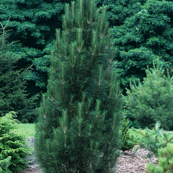 Pinus nigra 'Arnold Sentinel'