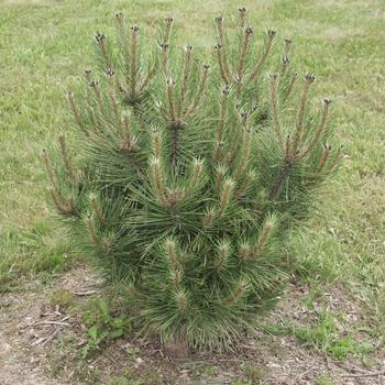 Pinus nigra 'Compacta'