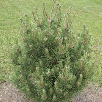 Pinus nigra 'Globosa'