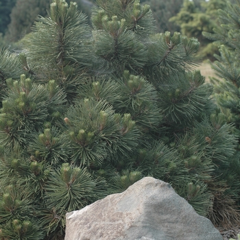 Pinus nigra 'Helga' 