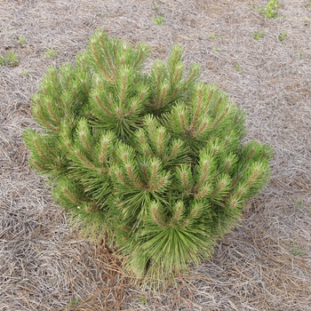 Pinus nigra 'Pygmaea' 