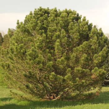 Pinus nigra var. caramanica
