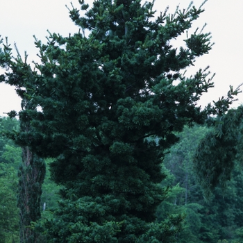 Pinus parviflora 'Gimborn's Ideal'