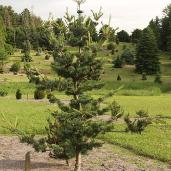 Pinus parviflora 'Glauca'
