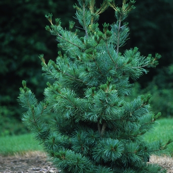 Pinus parviflora 'Ibo-Can' 