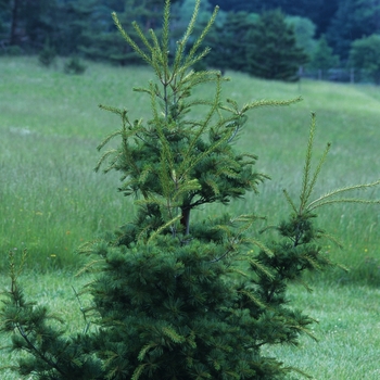 Pinus parviflora 'Pumila' 