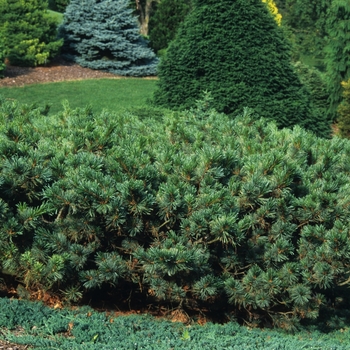 Pinus pumila 'Dwarf Blue'