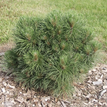 Pinus resinosa 'Morel' 