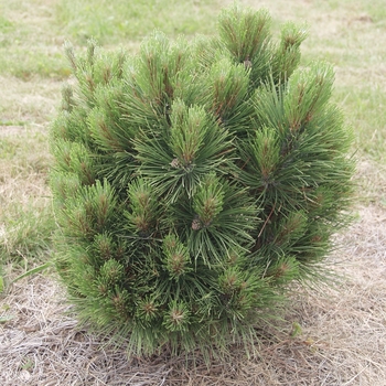Pinus resinosa 'Quinobequin' 