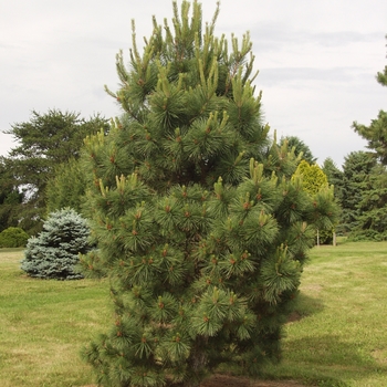 Pinus rigida 'Sherman Eddy' 