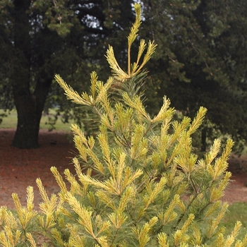 Pinus strobus 'Bennett Dragon's Eye' 