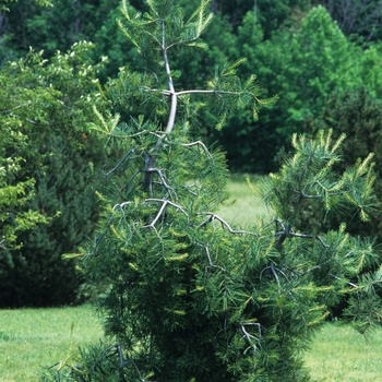 Pinus strobus 'Bennett's Contorted' 
