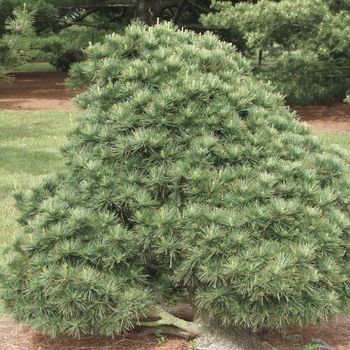 Pinus strobus 'Bloomer's Dark Globe' 