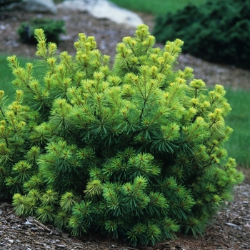 Pinus strobus 'Blue Jay' 