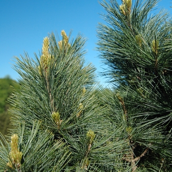 Pinus strobus 'Brevifolia' 