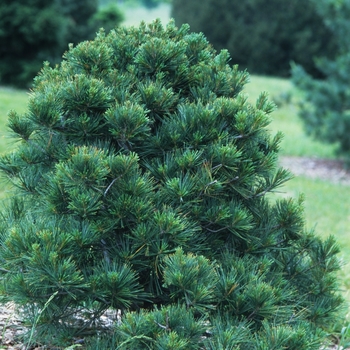 Pinus strobus 'Contorta Nana' 