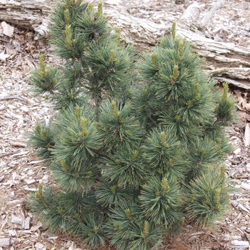 Pinus strobus 'Densa' 