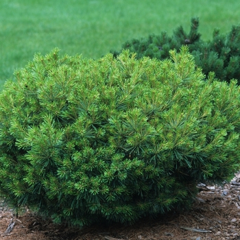 Pinus strobus 'Laird's Broom' 