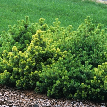Pinus strobus 'Minuta'
