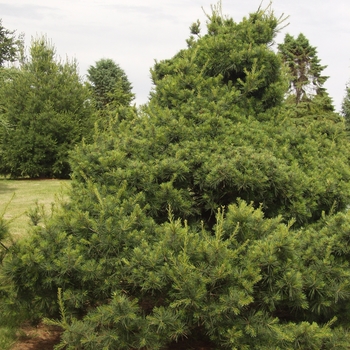 Pinus strobus 'Ontario' 