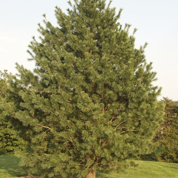 Pinus strobus 'Shirley' 