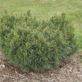 Pinus strobus 'Umbraculifera' 
