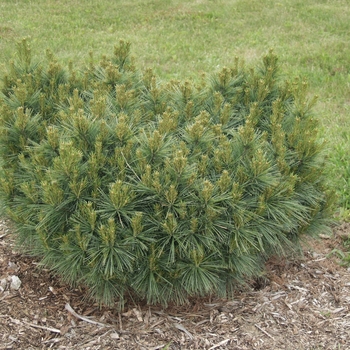 Gimborn's Ideal Japanese White Pine – Plant Detectives