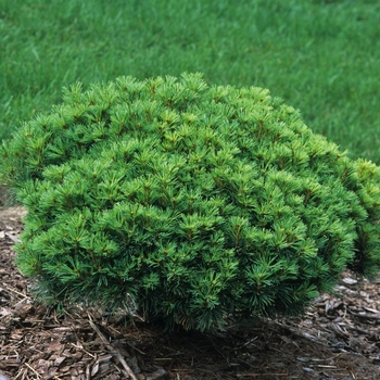 Pinus strobus 'Uncatena' 