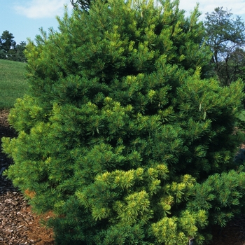 Pinus strobus 'Verkade's Broom' 