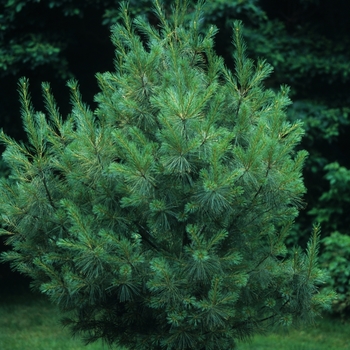 Pinus strobus 'Hillside Winter Gold' 
