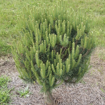 Pinus sylvestris 'Cutty Sark' 