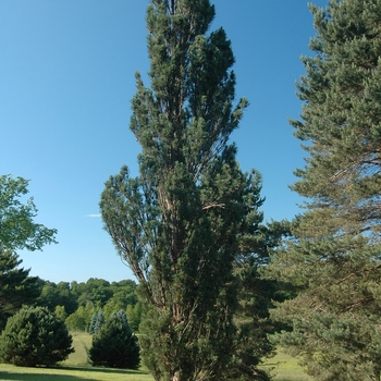 Pinus sylvestris 'Fastigiata' 