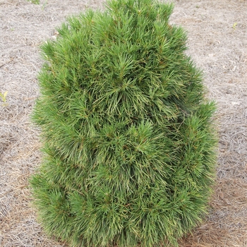 Pinus sylvestris 'Globosa Viridis' 
