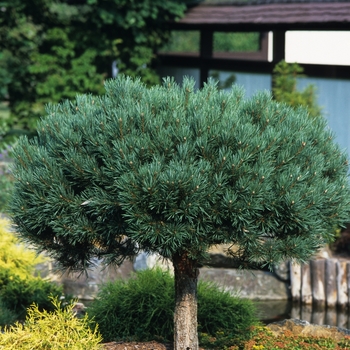 Pinus sylvestris 'Glauca Nana' 