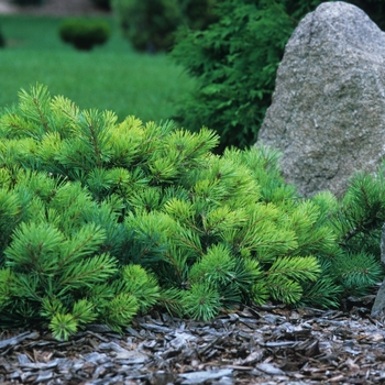 Pinus sylvestris 'Repens' 