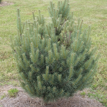 Pinus sylvestris 'Riverside Gem' 